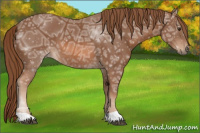 Horse Color:Chestnut Ice