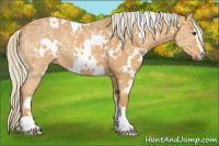 Horse Color:White Spotted Palomino Ice Sabino 
