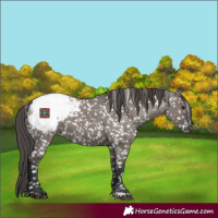 Horse Color:Grullo Snowcap 