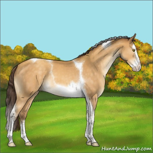 Horse Color:Sable Cream Champagne Splash Tobiano Appaloosa 