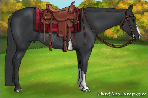 Horse Color:Black Rabicano