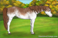 Horse Color:White Spotted Chestnut 