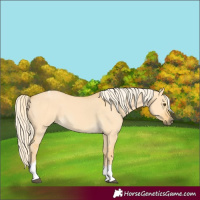 Horse Color:Palomino Dun Tobiano 
