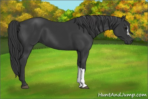 Horse Color:Black 