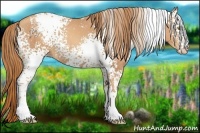Horse Color:White Spotted Gold Champagne 