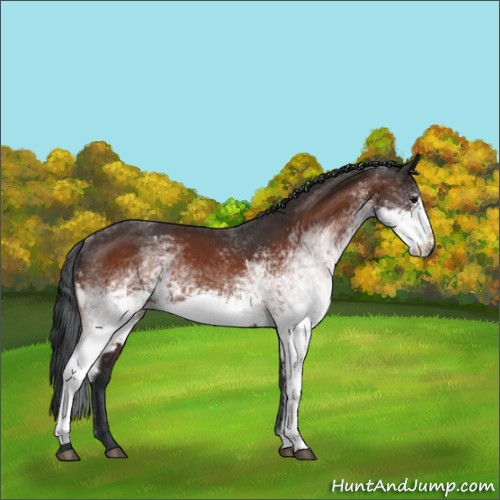 Horse Color:White Spotted Bay Sabino