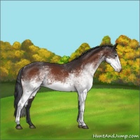 Horse Color:White Spotted Bay Sabino 