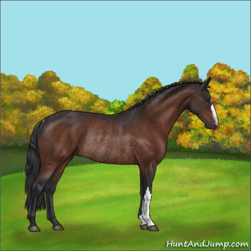 Horse Color:Brown Rabicano