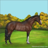 Horse Color:Brown Rabicano 