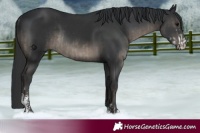 Horse Color:Black Sabino Rabicano  and Black Sabino 