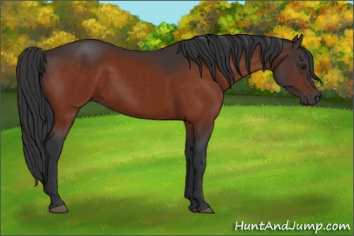 Horse Color:Brown Rabicano