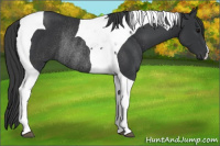 Horse Color:Black Tobiano Rabicano