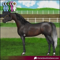 Horse Color:Brown 