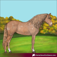 Horse Color:Chestnut Rabicano 