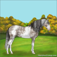 Horse Color:Gray White Spotted Classic Champagne Roan Splash Frame Rabicano 
