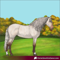 Horse Color:Silver Brown Roan Dun 
