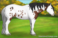 Horse Color:Brown Splash Tobiano Near Leopard 