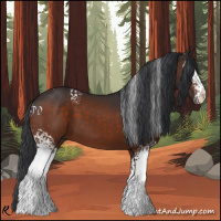 Horse Color:White Spotted Brown 