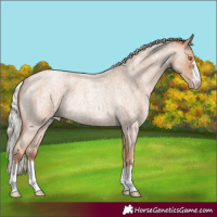 Horse Color:Silver Classic Champagne Roan Rabicano 