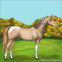 Horse Color:Chestnut Pearl Tobiano 