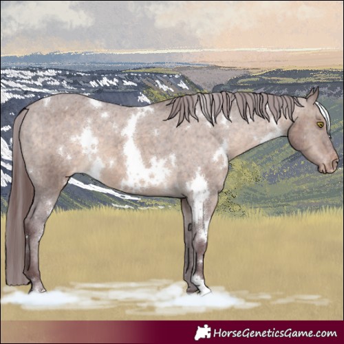 Horse Color:White Spotted Chocolate Brown Dun Appaloosa 