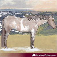 Horse Color:White Spotted Chocolate Brown Dun Appaloosa 