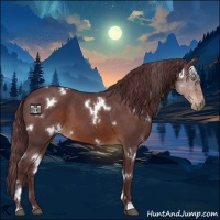 Horse Color:White Spotted Chocolate Brown Roan