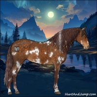Horse Color:White Spotted Chocolate Buckskin 