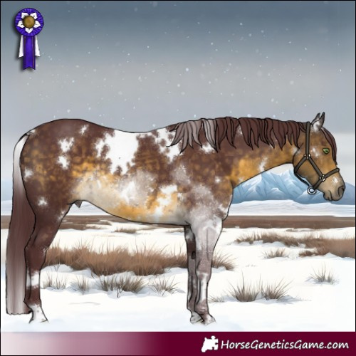 Horse Color:White Spotted Chocolate Buckskin