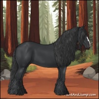 Horse Color:Black 