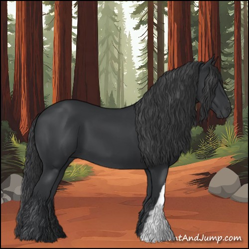 Horse Color:Black 