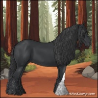 Horse Color:Black 