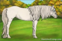 Horse Color:Perlino 