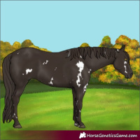 Horse Color:White Spotted Liver Chestnut 