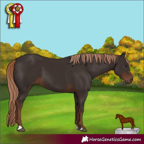 Horse Color:Liver Chestnut 