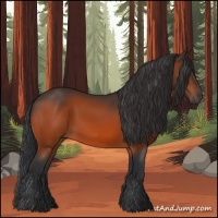 Horse Color:Bay 