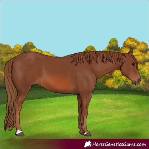 Horse Color:Chestnut 
