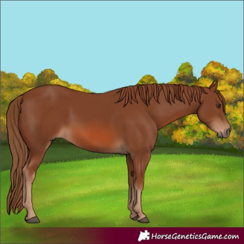 Horse Color:Chestnut 