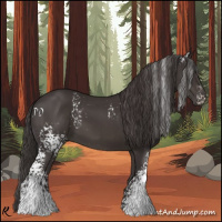 Horse Color:White Spotted Smoky Black Rabicano