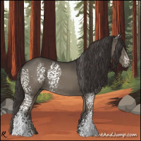 Horse Color:White Spotted Smoky Grullo 