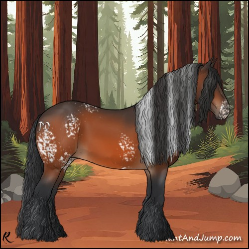 Horse Color:White Spotted Bay 