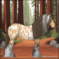 Horse Color:White Spotted Buckskin Appaloosa 