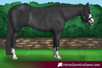 Horse Color:Black Rabicano 