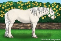 Horse Color:Cremello 