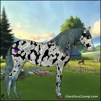 Horse Color:Watercolor Bay Dun Appaloosa 
