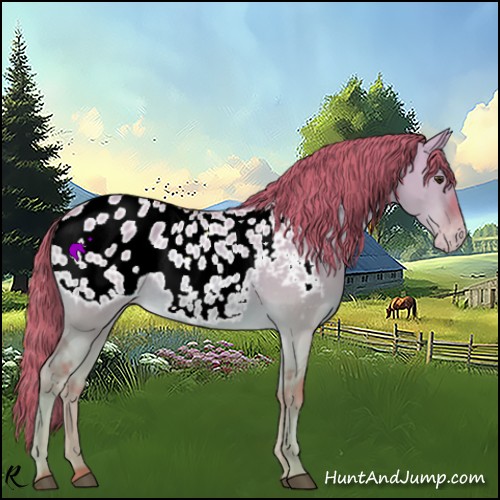Horse Color:Watercolor Red Dun Appaloosa 