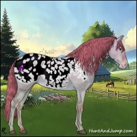Horse Color:Watercolor Red Dun Appaloosa
