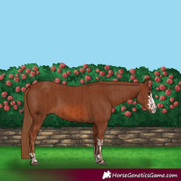 Horse Color:Chestnut  and Chestnut 