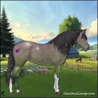 Horse Color:Bay Tobiano 