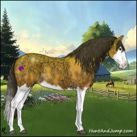 Horse Color:Buckskin Ice Roan Splash